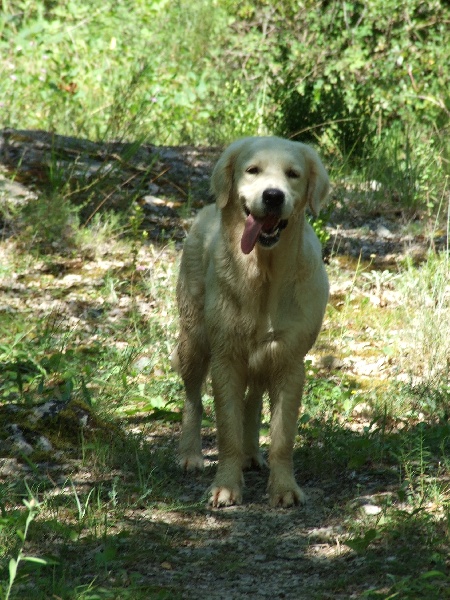 Publication : du Château de l'Amour Auteur : florence perrier