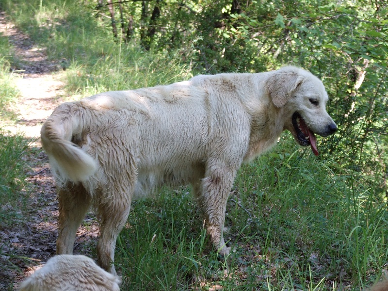 Publication : du Château de l'Amour Auteur : florence perrier