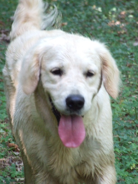 Publication : du Château de l'Amour Auteur : florence perrier