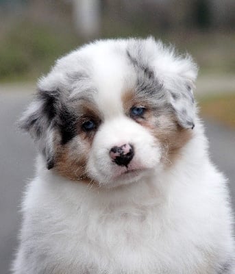 du Château de l'Amour