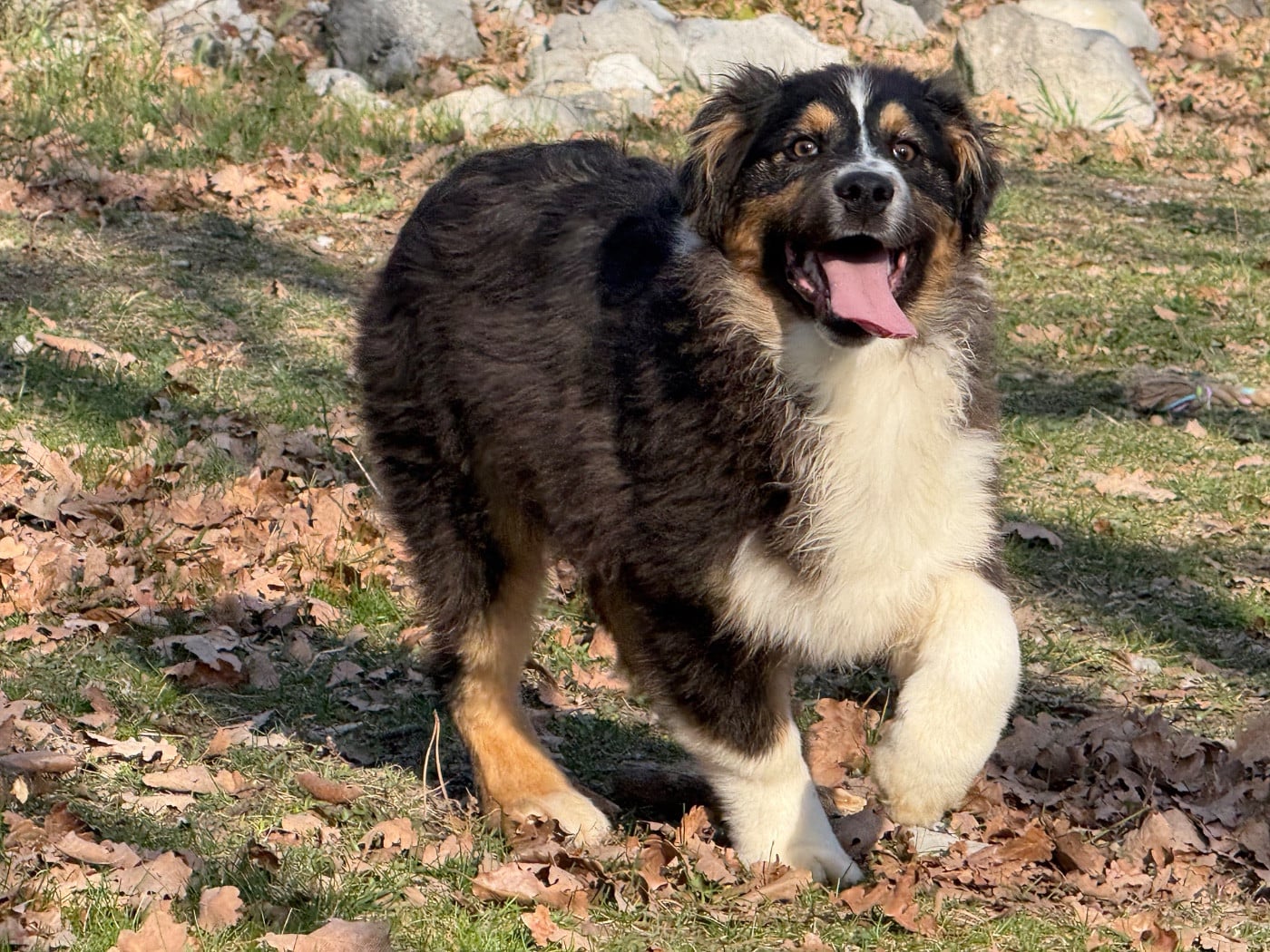 Berger Australien - du Château de l'Amour