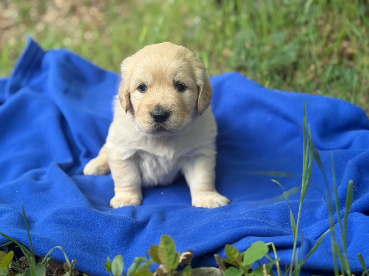 Golden Retriever - du Château de l'Amour