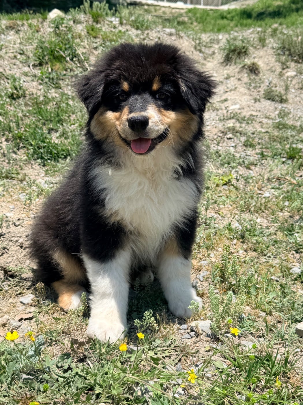 Chiot N°5