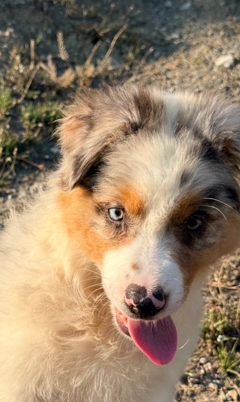 Chiot N°1
