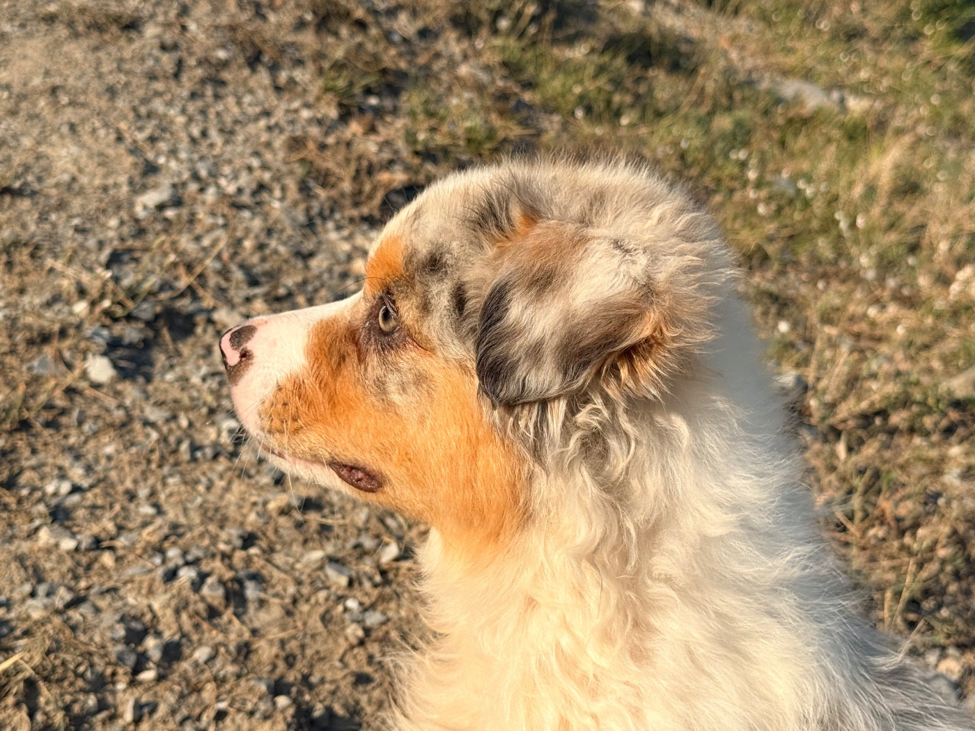 Chiot N°1