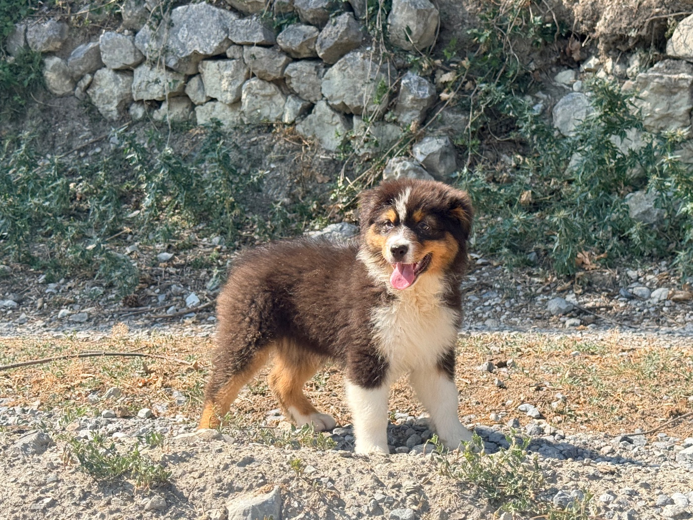 Chiot N°4