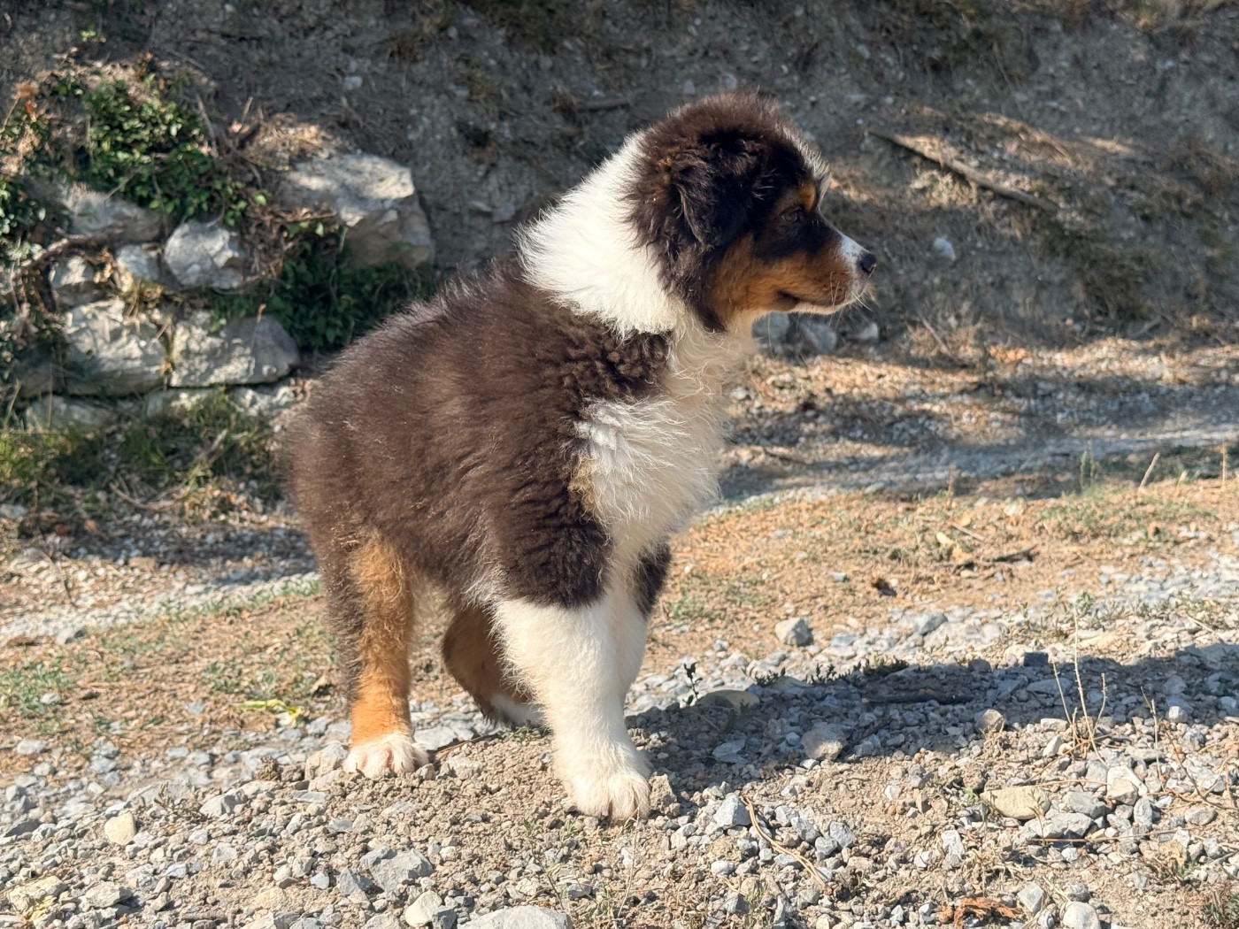 Chiot N°4