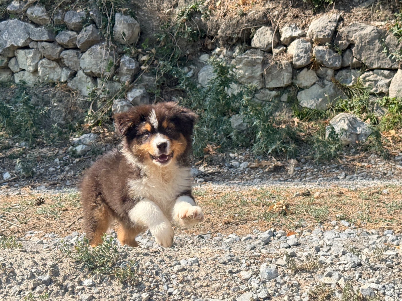 Chiot N°4