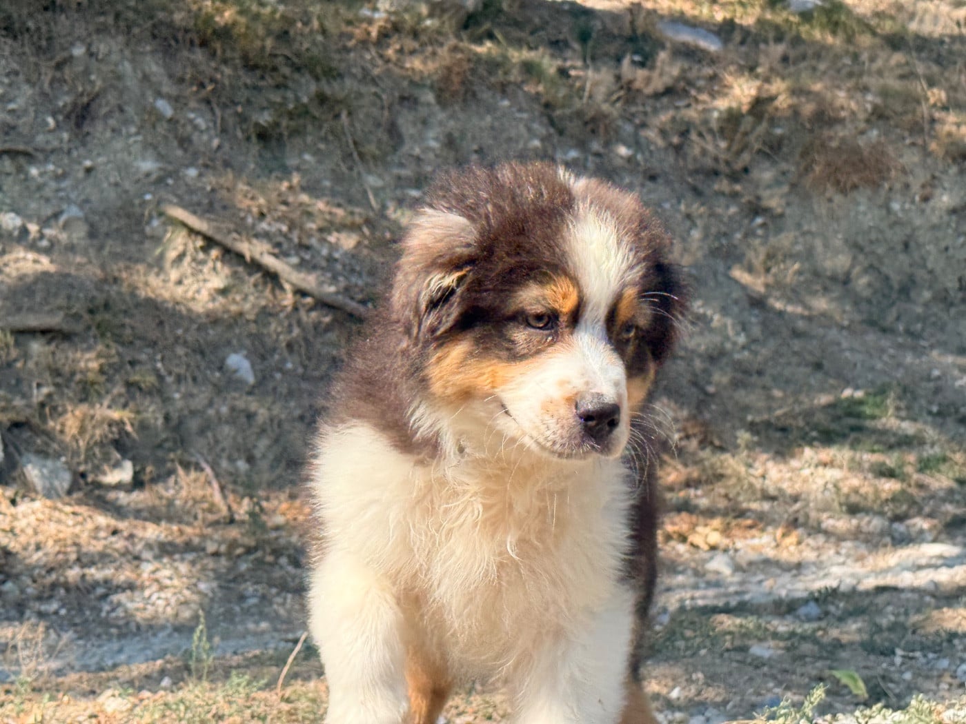 Chiot N°5