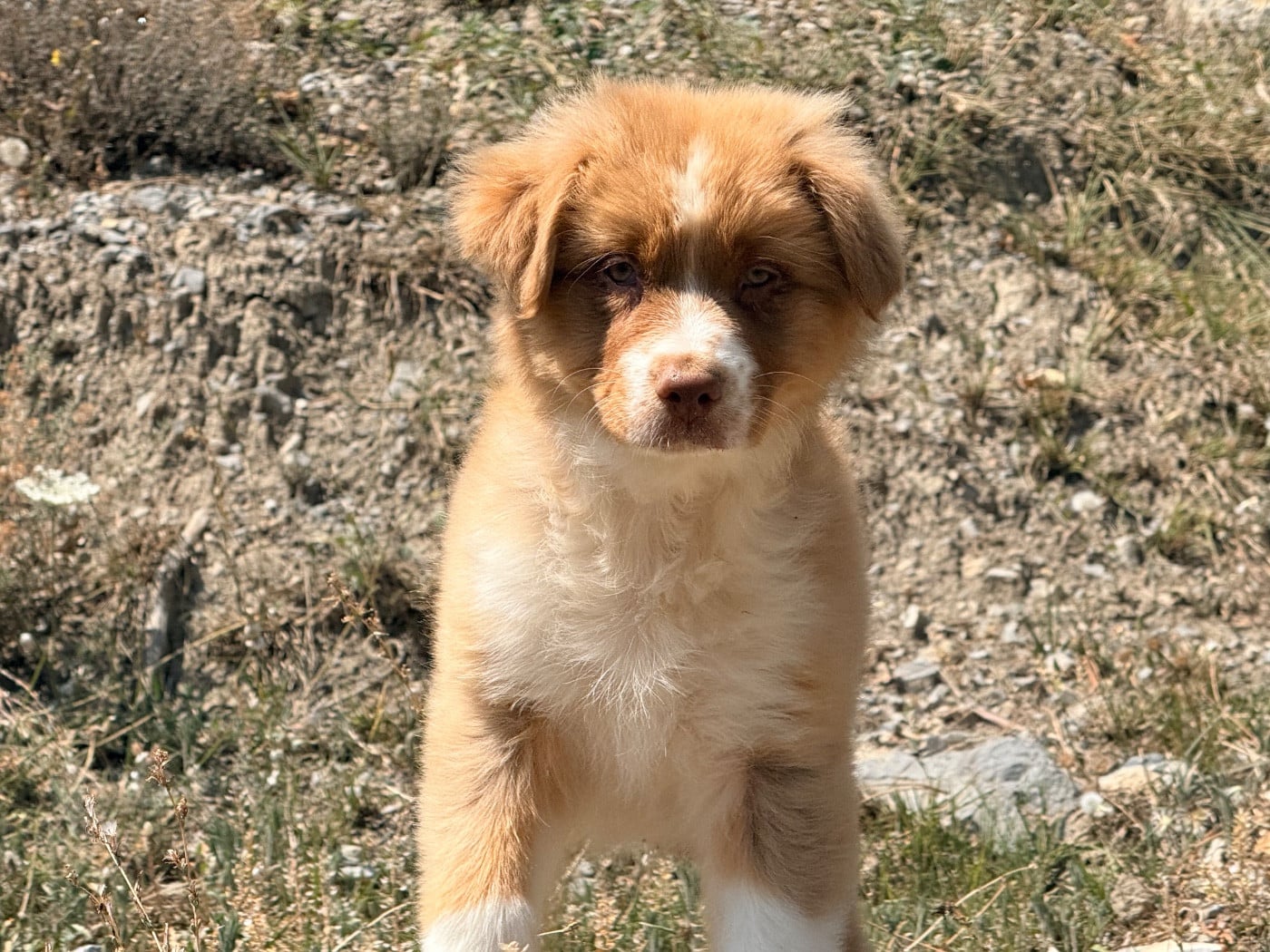 Chiot N°6
