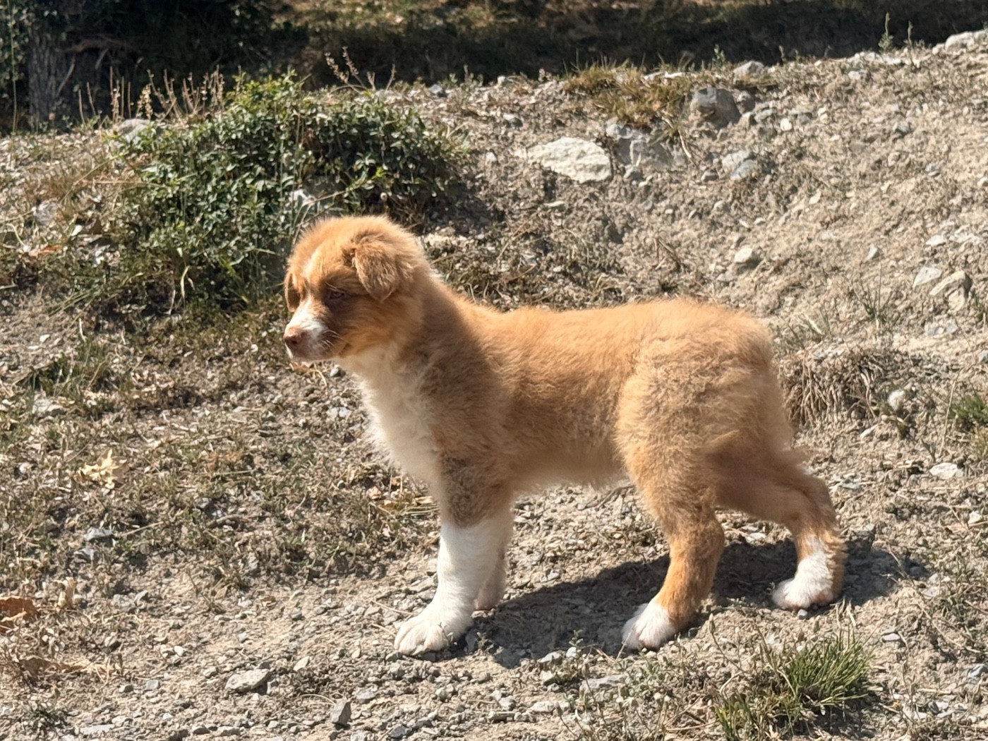 Chiot N°6