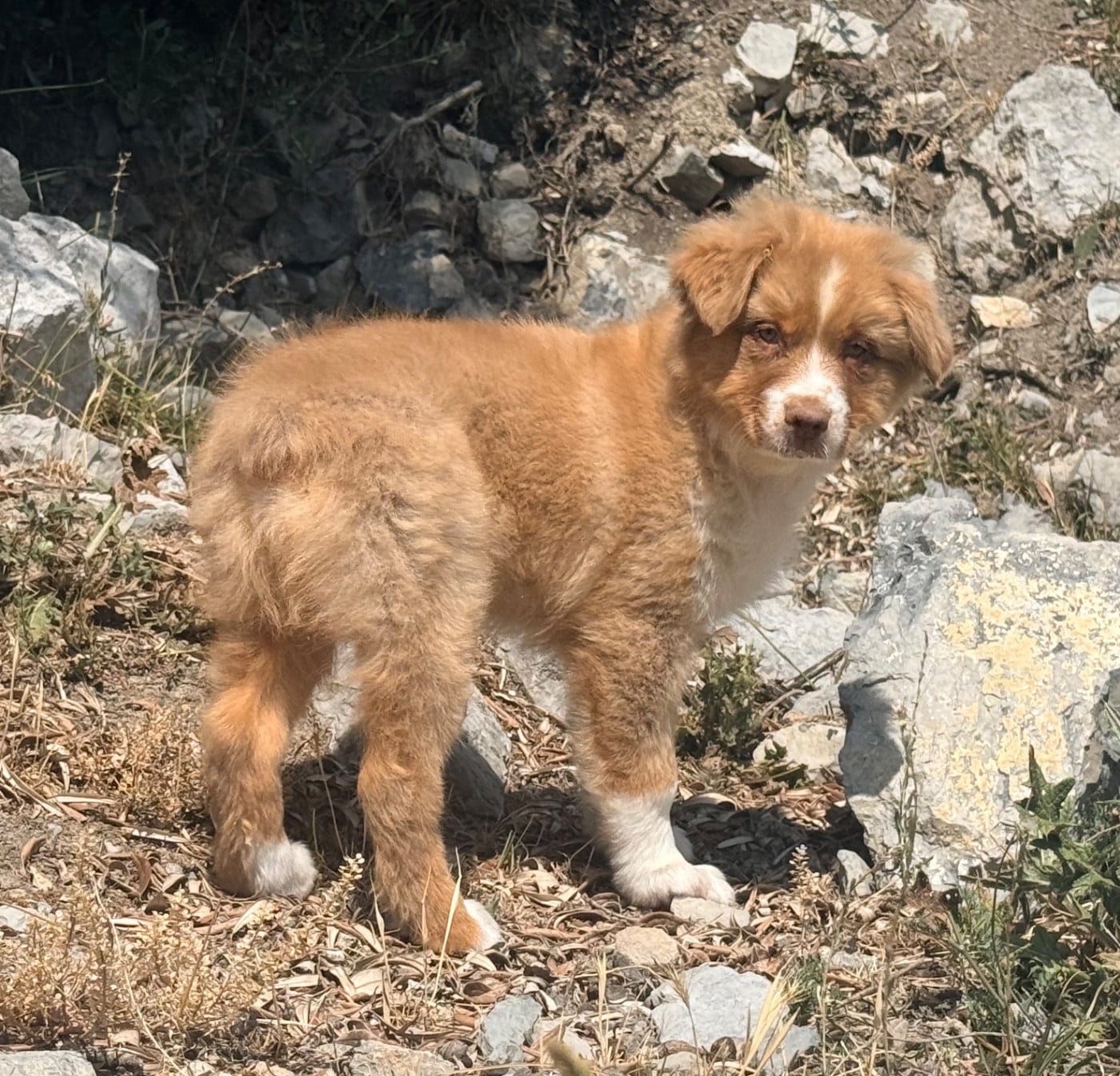 Chiot N°6