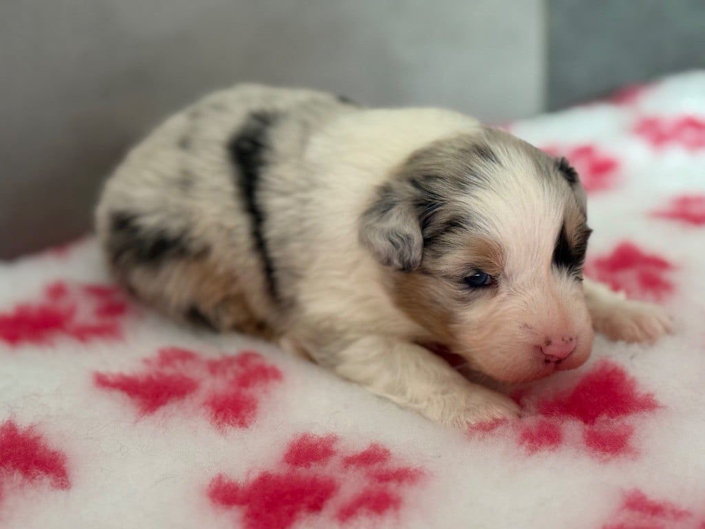 Berger Australien - du Château de l'Amour