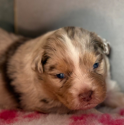 Les chiots de Berger Australien