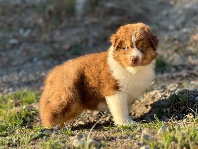 Les chiots de Berger Australien