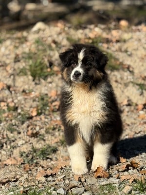 Les chiots de Berger Australien