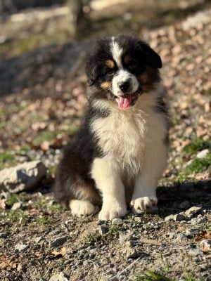 Les chiots de Berger Australien