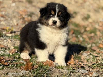 Les chiots de Berger Australien
