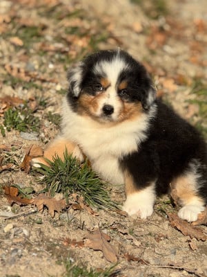 Les chiots de Berger Australien