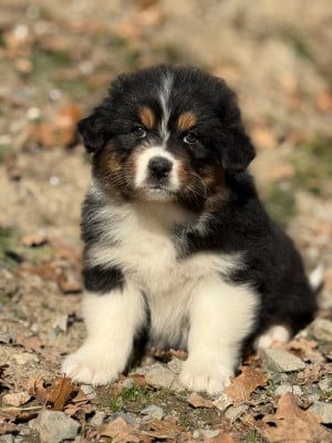 Les chiots de Berger Australien