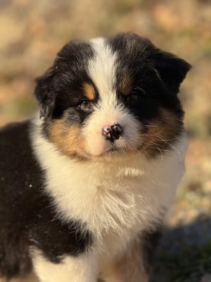 Les chiots de Berger Australien