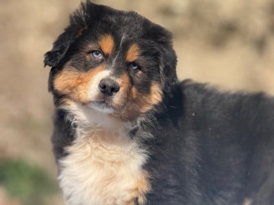 Les chiots de Berger Australien