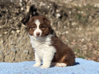 Les chiots de Berger Australien