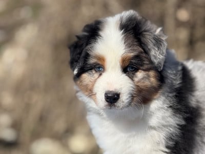 Les chiots de Berger Australien