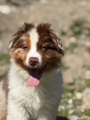 Les chiots de Berger Australien