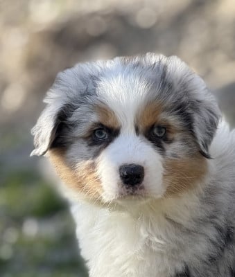 Les chiots de Berger Australien