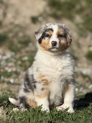 Les chiots de Berger Australien