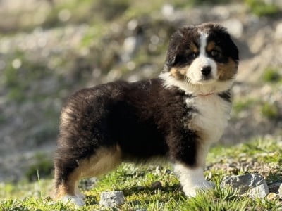 Les chiots de Berger Australien