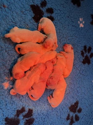 Chiot N°6 - Golden Retriever