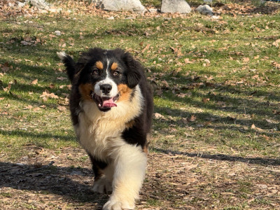 Les chiots de Berger Australien