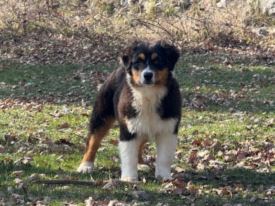 Les chiots de Berger Australien