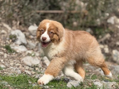 Les chiots de Berger Australien