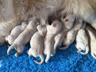 Les chiots de Golden Retriever