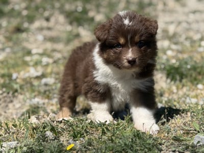 Les chiots de Berger Australien