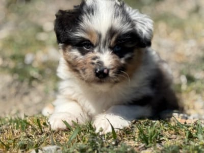 Les chiots de Berger Australien