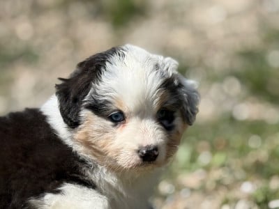Les chiots de Berger Australien