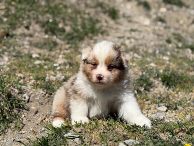 Les chiots de Berger Australien