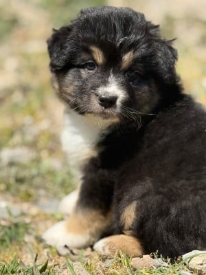 Les chiots de Berger Australien
