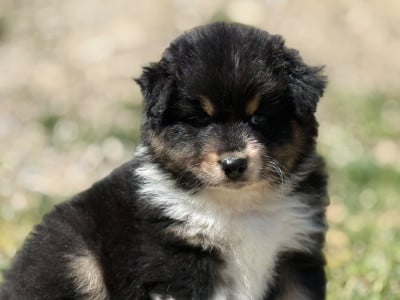 Les chiots de Berger Australien