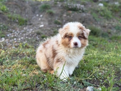 Les chiots de Berger Australien