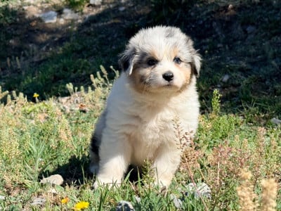 Les chiots de Berger Australien