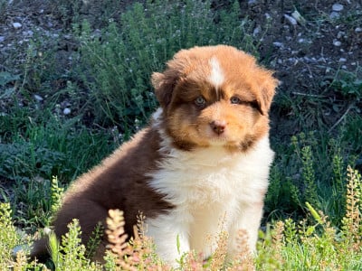 Les chiots de Berger Australien