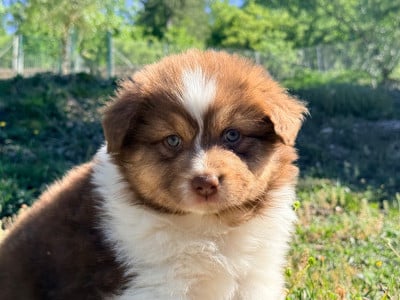Les chiots de Berger Australien