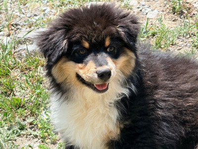 Les chiots de Berger Australien