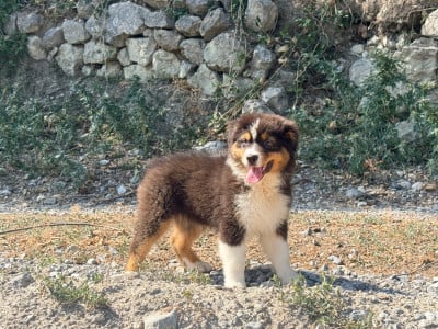 Les chiots de Berger Australien