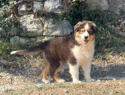 Les chiots de Berger Australien